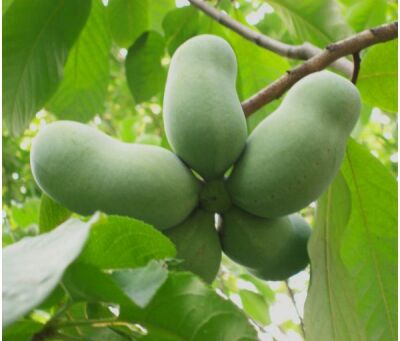 Asimina triloba cv. 'REBECCA´S GOLD' - Muďoul trojlaločný