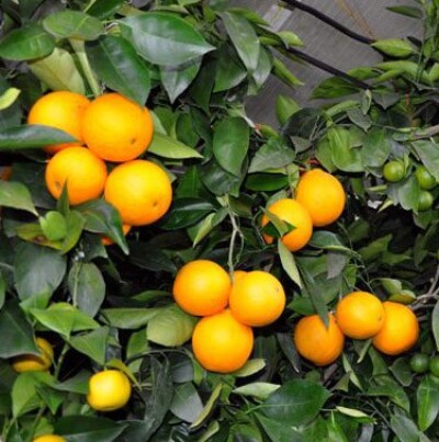 Citrus sinensis 'ORDO' (L.) Osbeck - Citrumelo