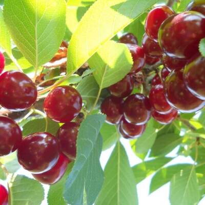 Višeň 'Erdi Bötermo'