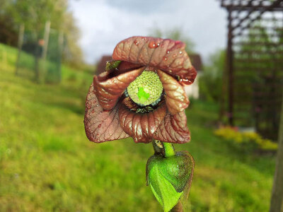 Asimina triloba cv. 'LADY' - Muďoul trojlaločný
