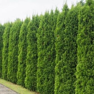 Tuje Smaragd (Thuja occidentalis Smaragd)